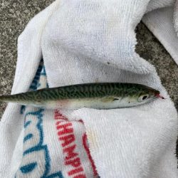 サビキ釣り好調!今年初のイワシも登場!