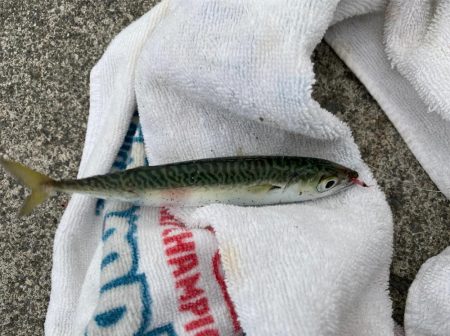 サビキ釣り好調!今年初のイワシも登場!