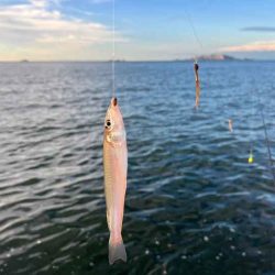 姫路から赤穂までキスの群れ探し