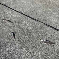 苅屋波止で早朝キス釣り絶好調！