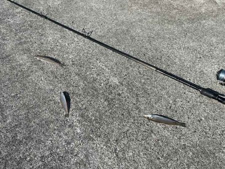 苅屋波止で早朝キス釣り絶好調！