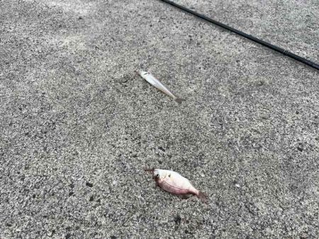 激渋からポイント移動で好調に！