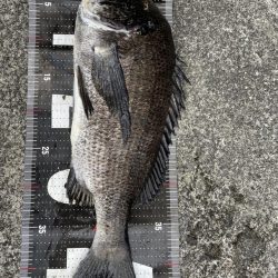 3釣行連続60匹超え‼️