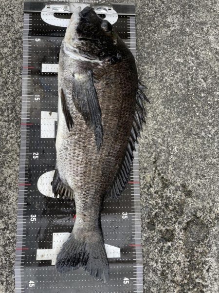 3釣行連続60匹超え‼&#x…