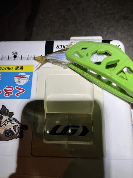 悶絶お豆アジング