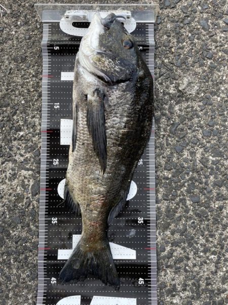 イチノ兄弟、釣果!