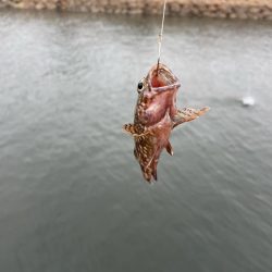 アナゴ釣り