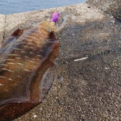 対馬エギング釣果
