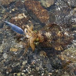 対馬エギング釣果