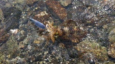 対馬エギング釣果