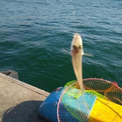 尺アジ釣れず😅