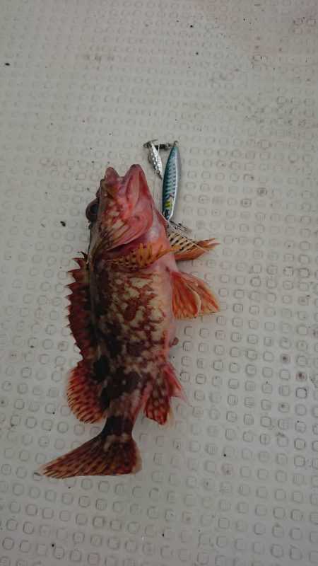 壱岐ではなく対馬ですが……