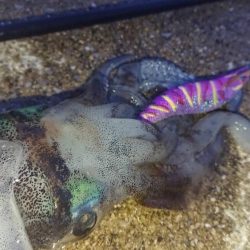 対馬エギング釣果