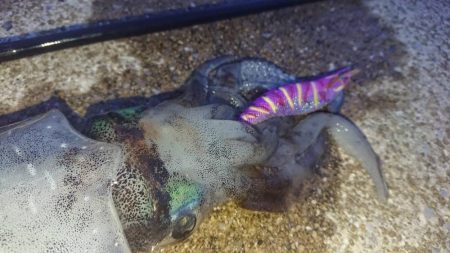 対馬エギング釣果