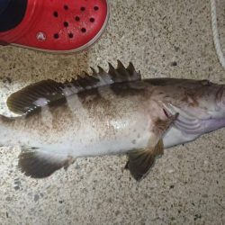 対馬ズボ釣り釣果