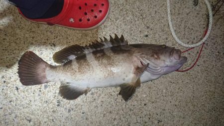 対馬ズボ釣り釣果