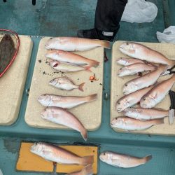 橘沖でシロアマダイ