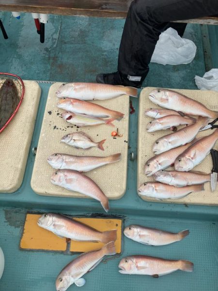 橘沖でシロアマダイ