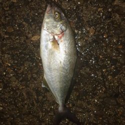 7月もまだメバリングできました。