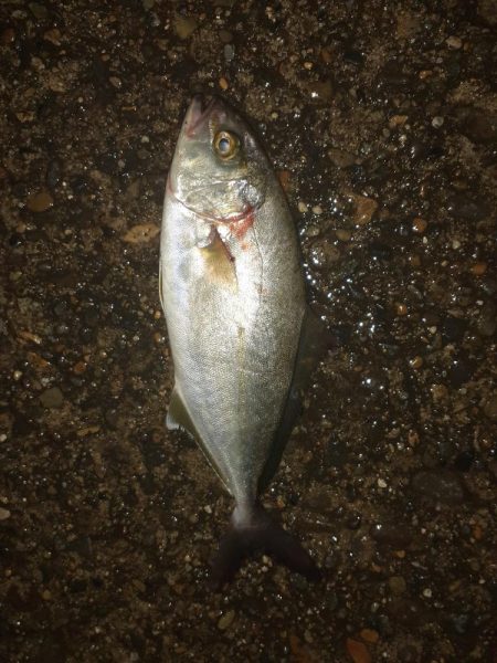 7月もまだメバリングできました。