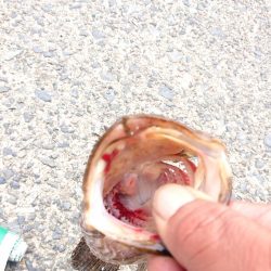 連休最後の日はタケノコメバル