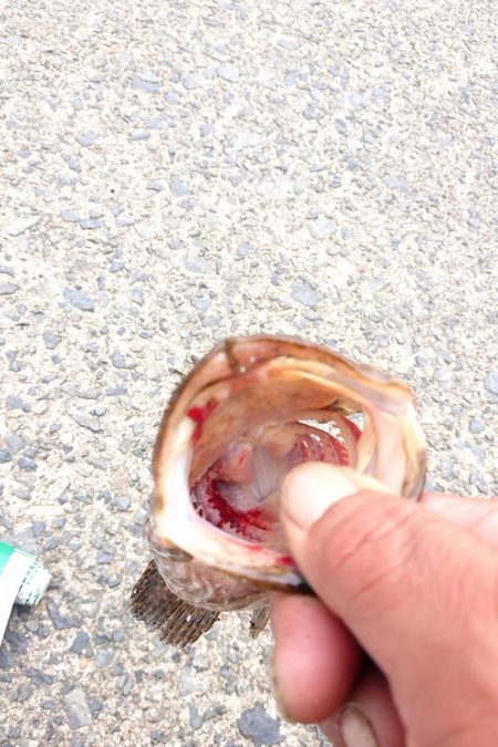 連休最後の日はタケノコメバル