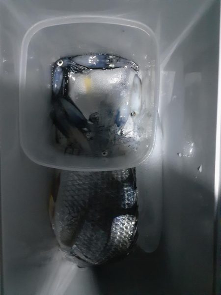 ヒイカエギング