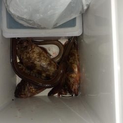 アナゴリベンジ