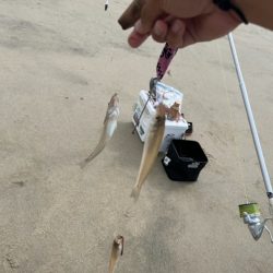 暑さに負けずキスも高活性でした