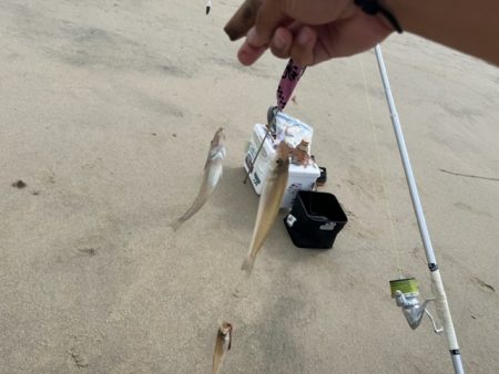 暑さに負けずキスも高活性でした