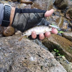 今日もチビッ子