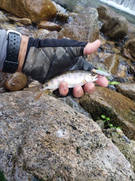 今日もチビッ子