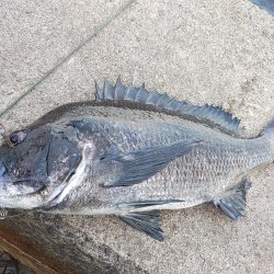 やっぱりチヌしか…