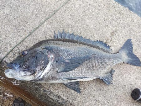 やっぱりチヌしか…