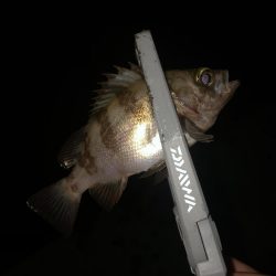 暑い日は夜釣りに限る