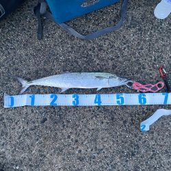 ジギング、アジング