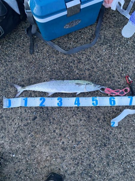 ジギング、アジング