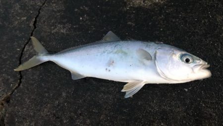 カンパチ狙いのはずが、、