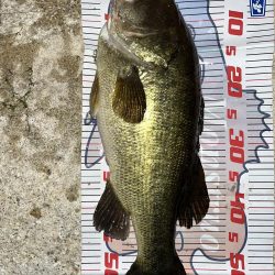 カバースキャット