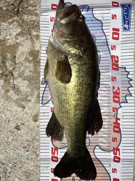 カバースキャット