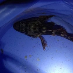 厳しい釣行でアジは留守でした