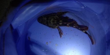 厳しい釣行でアジは留守でした