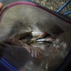 仕事終わりのアジ調査