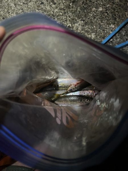 仕事終わりのアジ調査