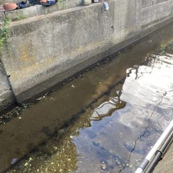 兵庫県の離島のドブ川ででまさかの60オーバーのウナギがとれた！