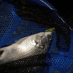 チヌハンターパート19