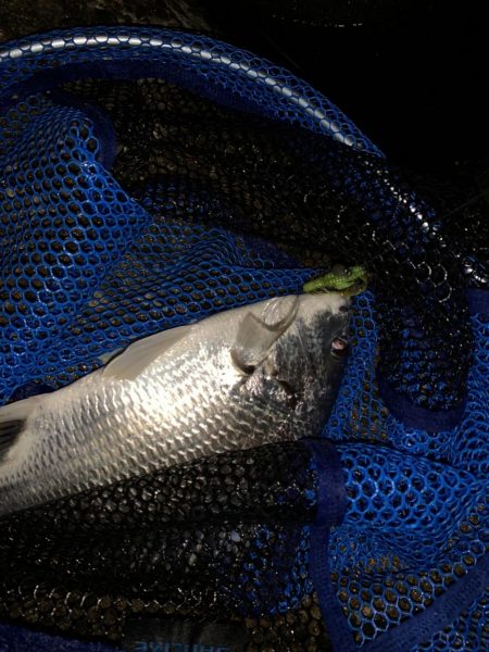 チヌハンターパート19