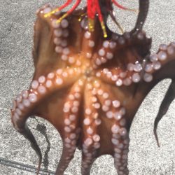 シーサイドでタコ釣り