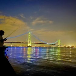 今年はアジが少なくないですか？