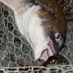 久しぶりのチヌゲー